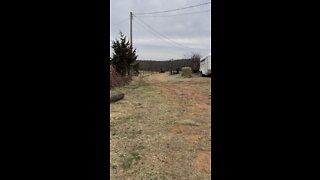 Using draft horse to take logs to the saw mill