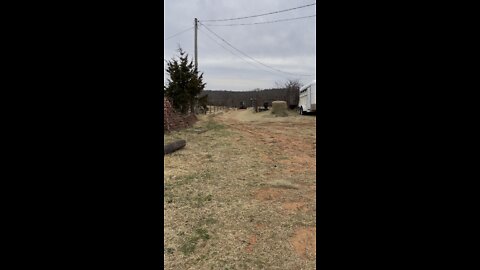 Using draft horse to take logs to the saw mill