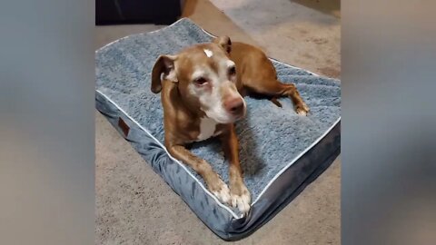 Our Old puppy got a New bed