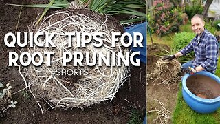 ⌚Quick Tips for Root Pruning #shorts ✂