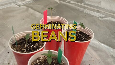 Germinating Beans