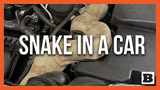 WHOA! 8ft Long Albino Boa Constrictor Found Under Hood of Ford Focus