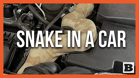 WHOA! 8ft Long Albino Boa Constrictor Found Under Hood of Ford Focus
