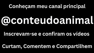 Conheçam meu canal principal @conteudoanimal, se inscrevam