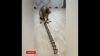 cute cat videos 😹 funny videos 😂1777