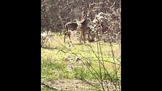 Whitetail deer