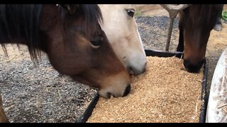 Discussing feeding the horses through winter and training the dog to coexist with the horses.