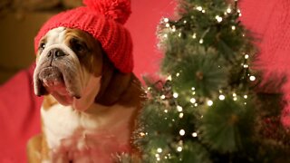 Pets as gifts - Should you do it?