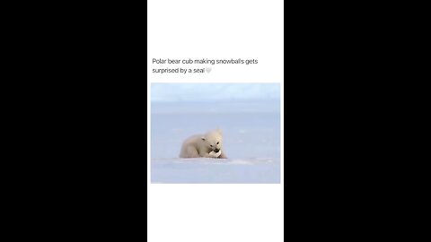 ❄️Animals Are Cute❄️ Polar Bear meets Seal