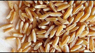 KAMUT...THE ANCIENT WHEAT OF EGYPT AND THE PHARAOHS, A HEALTHY ALTERNATIVE TO MODERN WHEAT