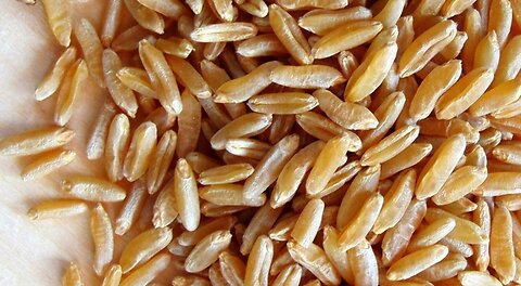 KAMUT...THE ANCIENT WHEAT OF EGYPT AND THE PHARAOHS, A HEALTHY ALTERNATIVE TO MODERN WHEAT