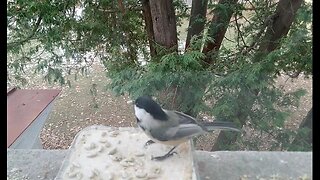 ⊙ Chickadee Thanksgiving