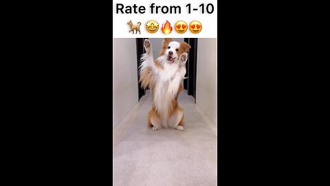 Rate this dance from 1-10 🐕 😍🤩😂🔥 #funny #michaeljackson #thriller #youtubeshorts #dogs #comedy