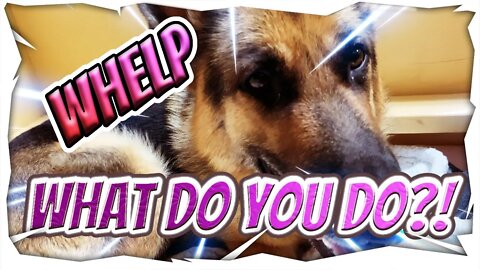 WHELP...WHAT DO YOU DO?! Puppies and Questions about German Shepherds