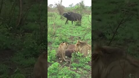 Buffalo Calf Rescued From Lions #shorts