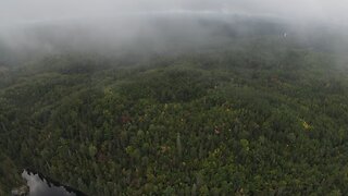 Northern Ontario jungle?