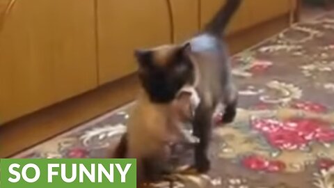 Mother cat snatches crying kitten from toddler #cat #catvideo #video