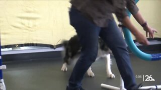 'Paw-some' new gym offers dogs a place to learn and play