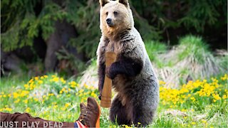 Hiking in the Swiss Alps? What about the bears?