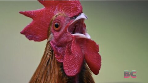 Man killed by aggressive pet rooster