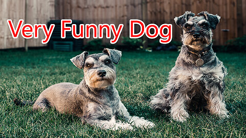 Very Funny Dog || Dog Plaiyng || Dog enjoing