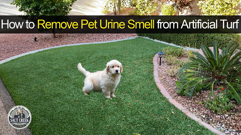 How to Remove Urine Smell from Artificial Turf