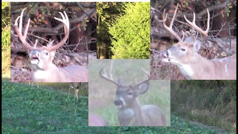 A deer hunt to remember! Big Illinois bucks, crossbow deer hunting 2021! Southern Illinois action!