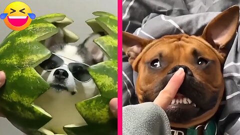 😍 The Cutest & Funniest Dogs That Will Melt Your Heart 😍