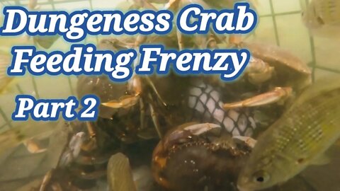 Dungeness Crab Feeding Frenzy Part 2 using 4 door Crab Pot / Garibaldi, Oregon