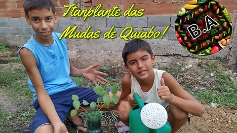 Transplantando o QUIABO de forma FÁCIL e RÁPIDA mas FUNCIONAL... #diygarden #hortaorganica #quiabo