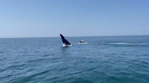 Dolphin Fleet Whale Watching off Martha's Vinyard 7-6-2023