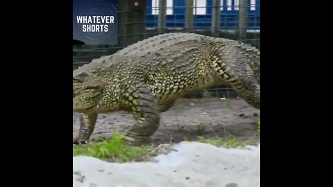 Galloping Crocodile #shorts #animals #crocodile #gallop