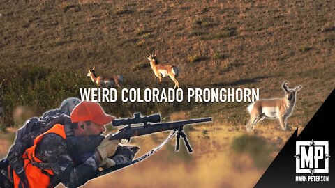 Colorado Pronghorn Rifle Hunt | Mark V Peterson Hunting