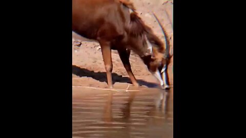 The Three Enemies Wild Dogs Hippos And Crocodile