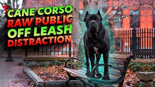 Cane Corso RAW Public Off Leash Training