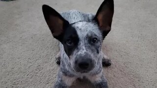 Marley the Australian Cattle Dog catches frisbee people watch