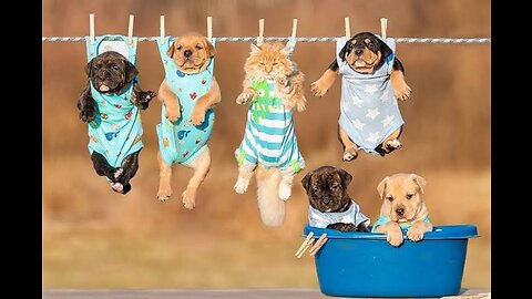 Cute Puppies || Pet Puppies in Happy mood || Puppies Videos