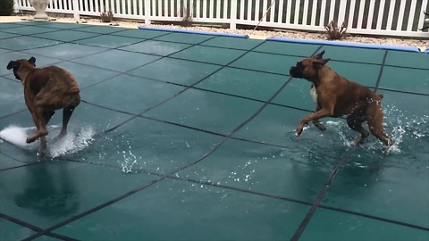 Two Boxers Adorably Slip 'N Slide On Covered Pool