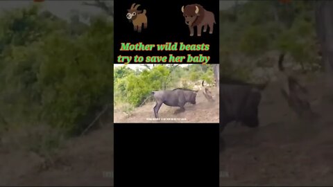 Mother wild beasts try to save her baby 2022 || #shorts #youtubeshorts