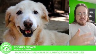 Cachorro pode tomar Chá de Melissa? | Dr. Edgard Gomes | Alimentação natural para Cães