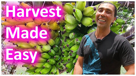 Learn Banana Harvesting 101 For Beginners A How To Guide