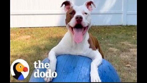 Pittie Is Obsessed With This Giant Ball | The Dodo
