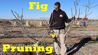 Pruning Fig Trees | How to Prune for Size and Production
