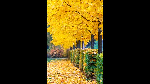 BEAUTIFUL YELLOW TREE 🐲