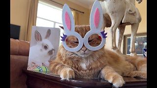 Great Dane Admires Cat’s Epic Easter Bunny Costume