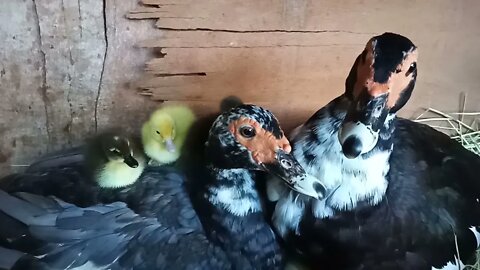 2 Muscovy ducks, 3 ducklings on their back 17th March 2021 ( Video 6 )
