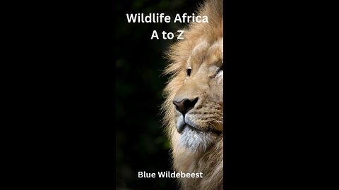 Wildlife Africa A to Z - Blue Wildebeest