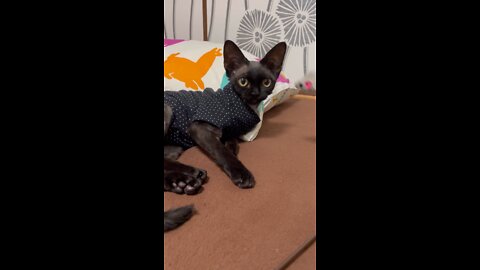 Devonrex TETO