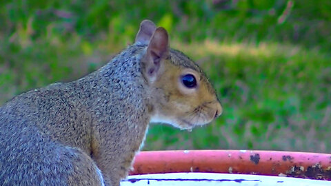 IECV NV #694 - 👀 Grey Squirrel Getting A Quick Drink Of Water 🐿️7-23-2018
