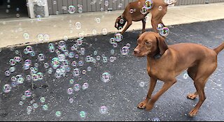 When you discover your love of bubbles...